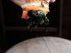 pici-e-casagne-pumpkin-pie