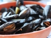 cozze