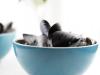 pici-e-castagne-cozze-al-lemongrass