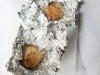 pici-e-castagne-budino-crescione-0
